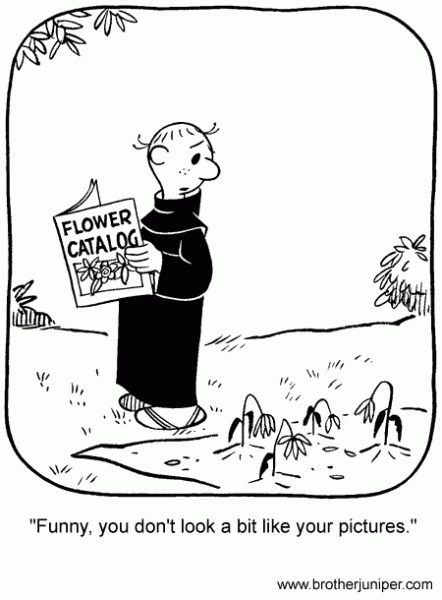 Cartoon 35 from Inside Brother Juniper